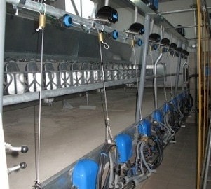 Открыли ферму для разведения коз с доильным оборудованием Milkline