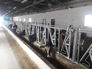 Хедлок для коров (кормовая решетка): длина 3 метра на 4 места. JOURDAIN (Jordan)